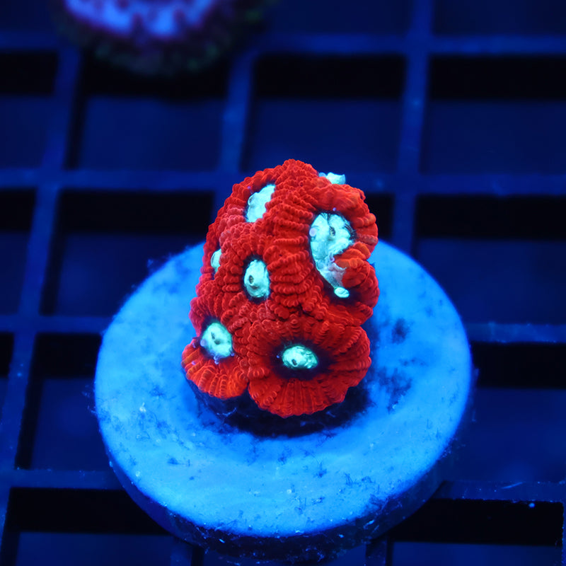 TCK Red Micro Favia