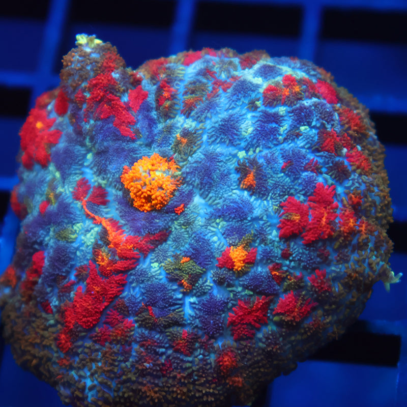 TCK Rainbow Rhodactis