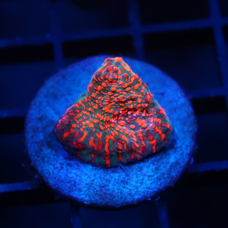 WWC Cherry Garcia Chalice