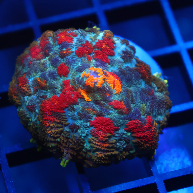 TCK Rainbow Rhodactis