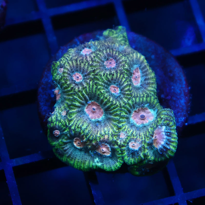 TCK Sparkly Green Favia