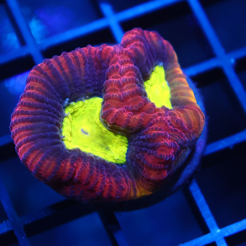 TCK Large Polyped Dragon Soul Favia