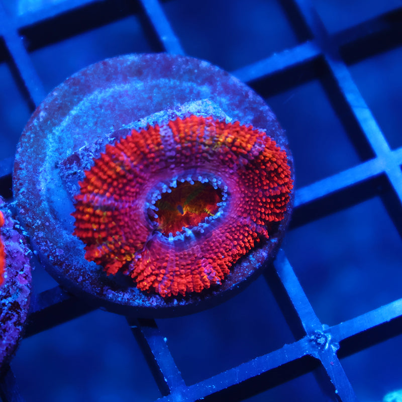 TCK Rainbow Acan