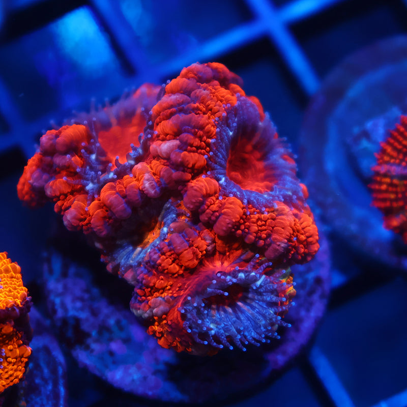 TCK Fluffy Acan