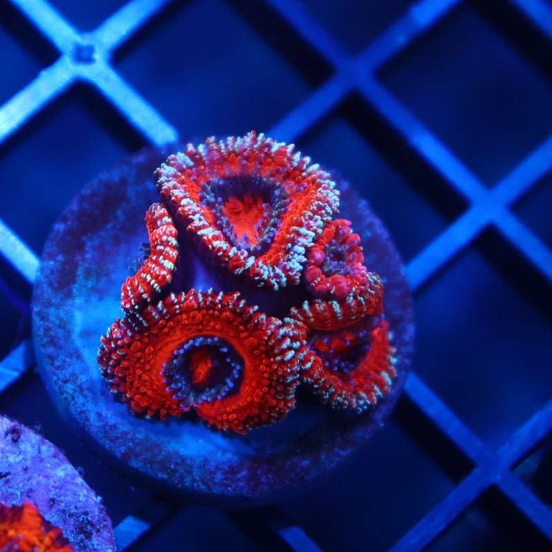 TCK Glitter Rim Acan