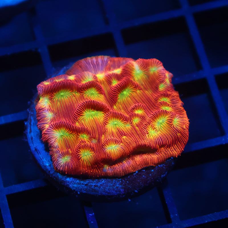 JF Jack-O-Lantern Lepto