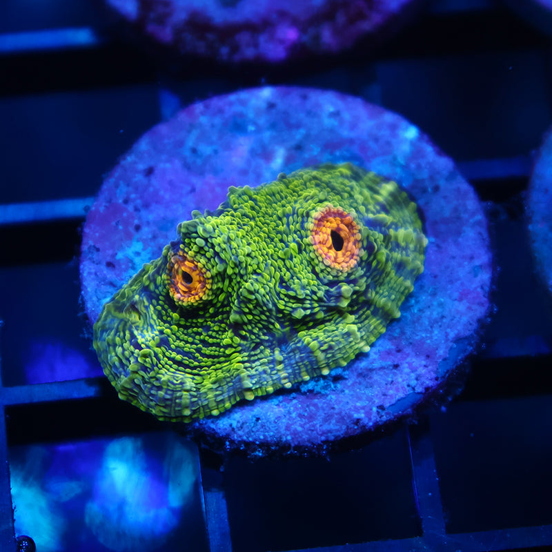 TCK Toxic Swirl Chalice