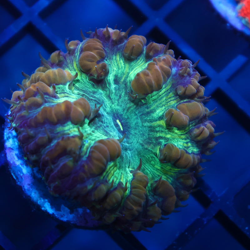 TCK Massive Polyp Green Blasto