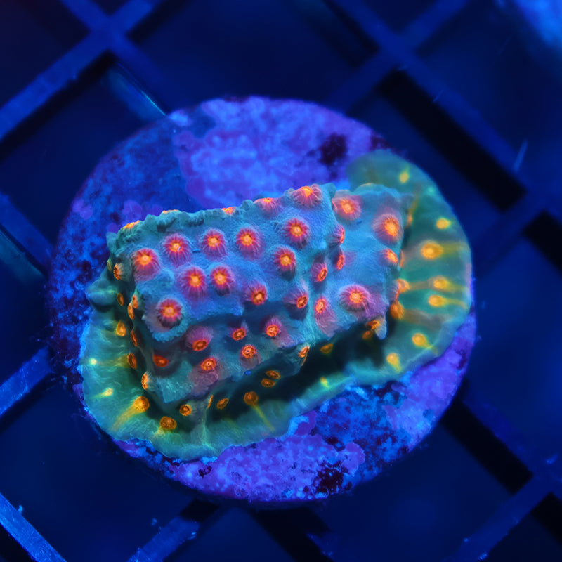 TCK Rainbow Comet Cyphastrea