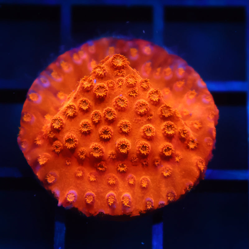 TCK Orange Cyphastrea