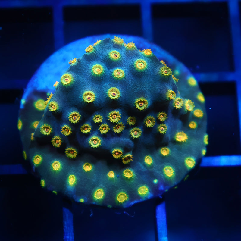 Zoolander Cyphastrea