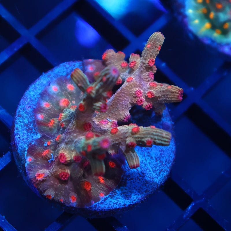 TCK Branching Cyphastrea