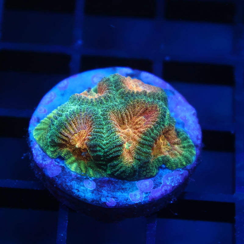 TCK Pot-O-Gold Favia