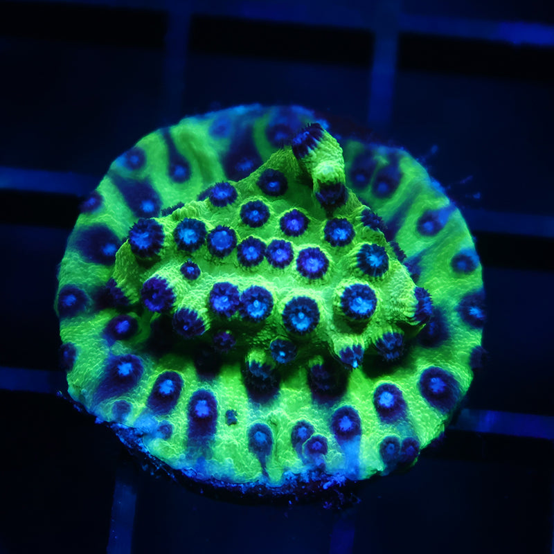 JF Purple People Eater Cyphastrea