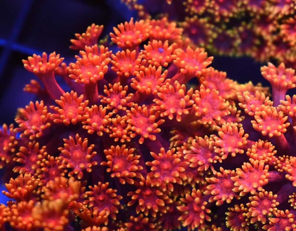 TCK Rainbow Goni - TCKCorals