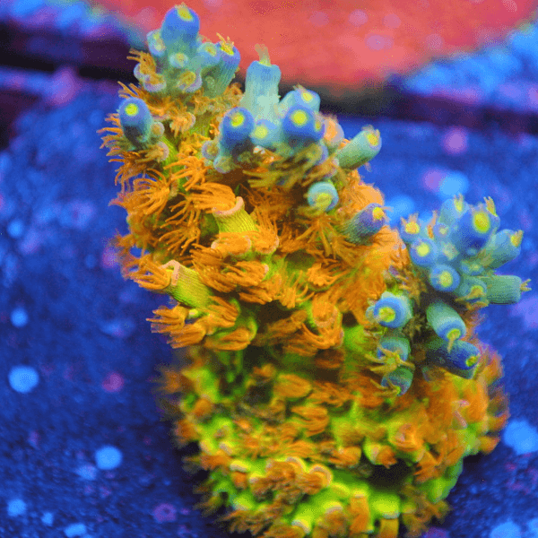 RRC Orange Passion - TCKCorals