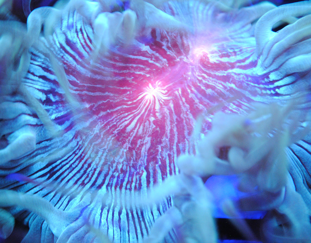 Red Elegence - TCKCorals