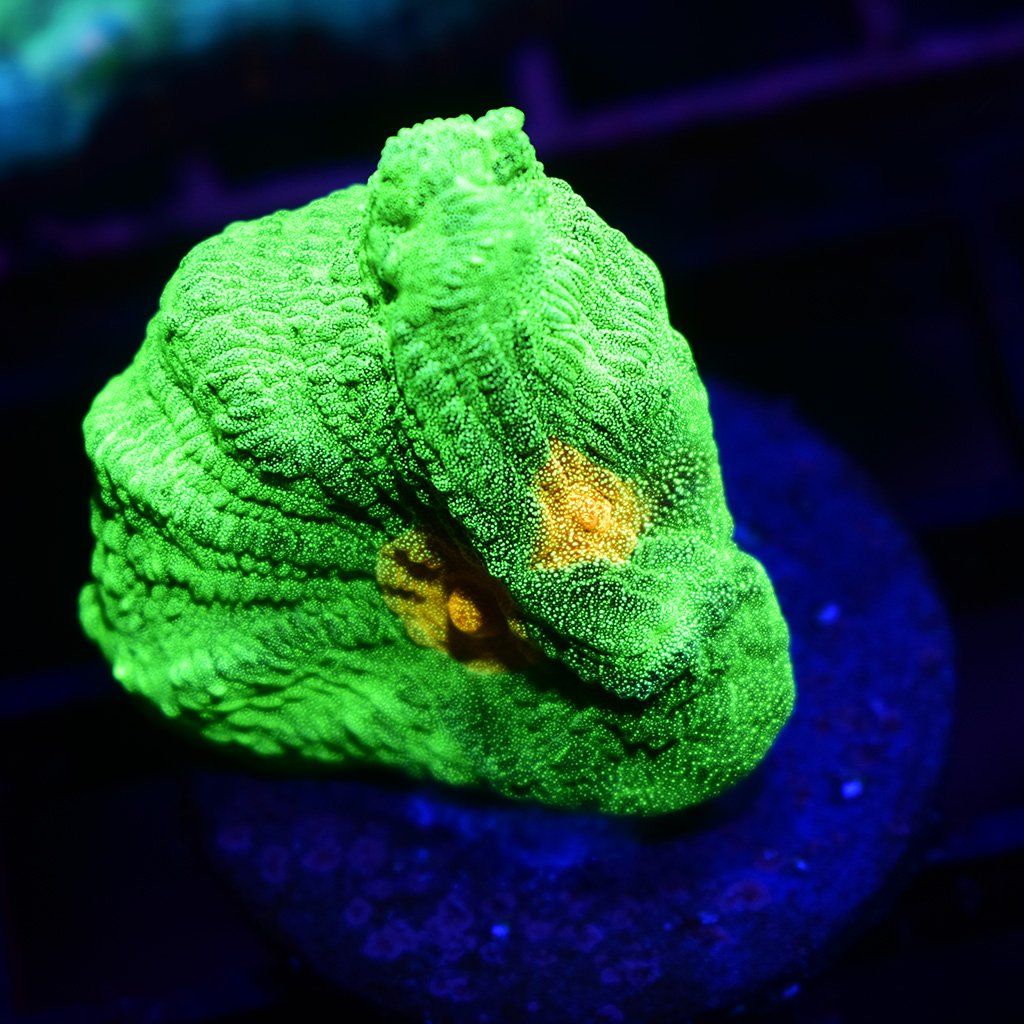 STOCK - Space Invader Pectinia - TCKCorals