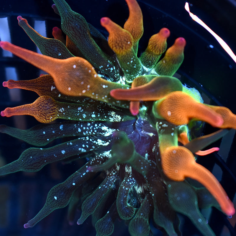 Stock - ECC Nexus Burst Anemone | Door Buster