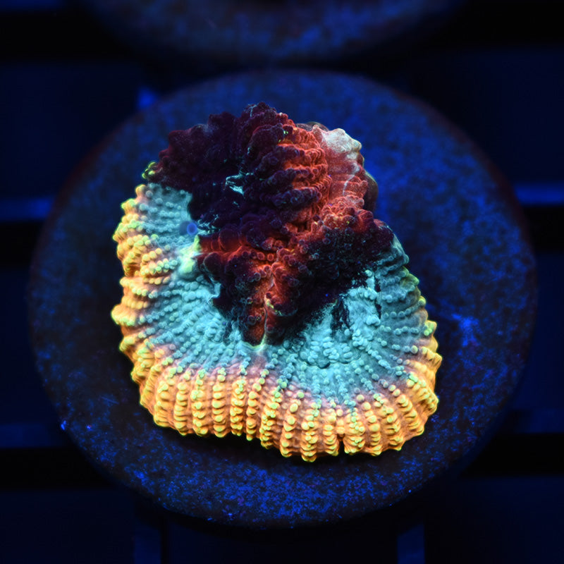 STOCK - Full Tilt Favia - TCKCorals