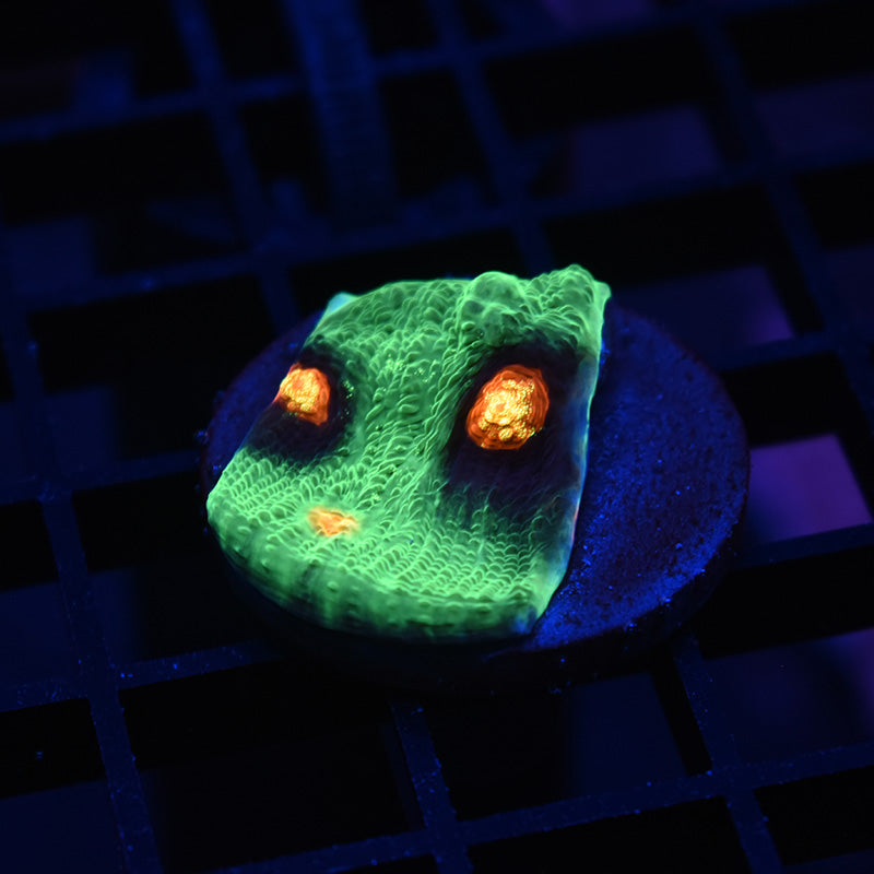 STOCK - JF Raja Rampage