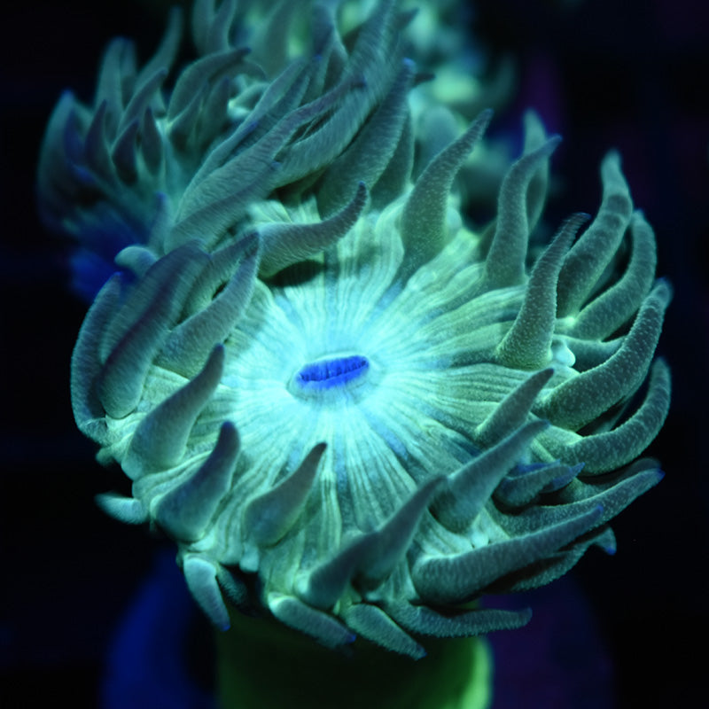 Stock - TCK Duncan - TCKCorals