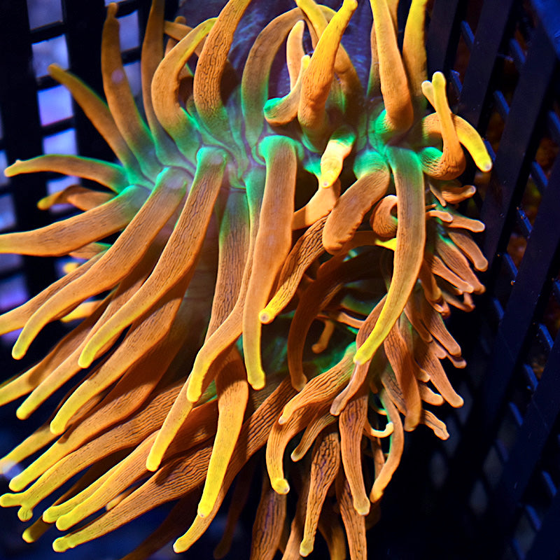 STOCK - TCK Huge Colorado Sunburst