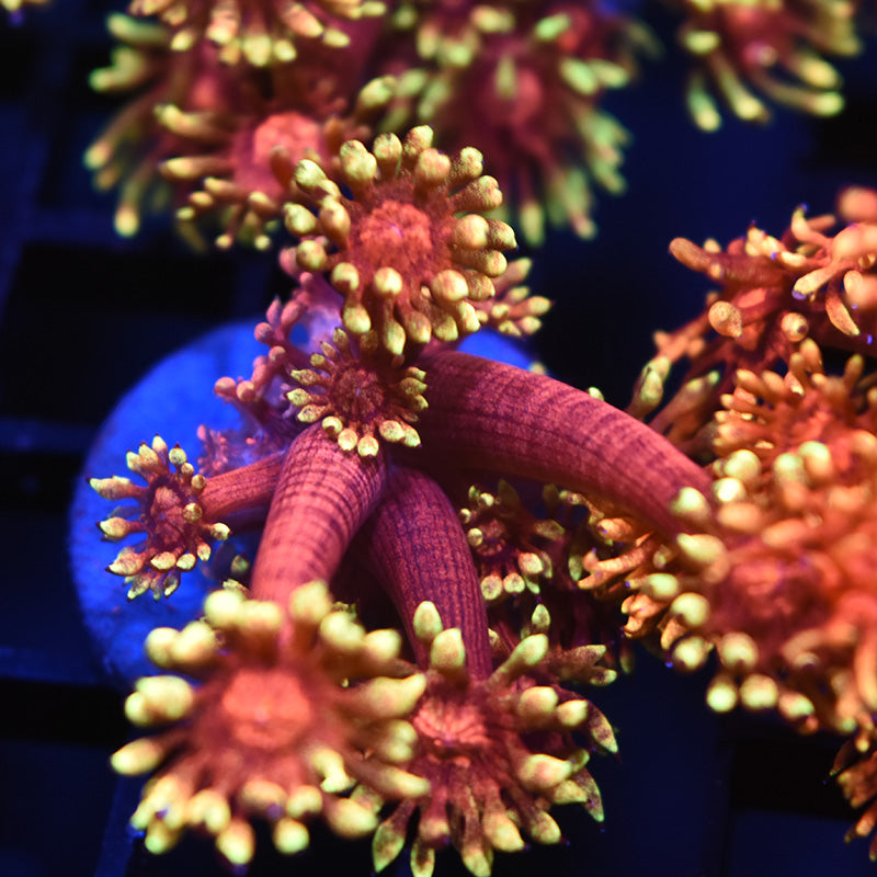 STOCK - TCK Insane Flame Tip Goniopora - TCKCorals