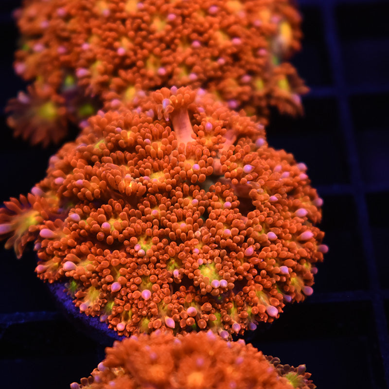 STOCK - TCK Oddball Goniopora - TCKCorals