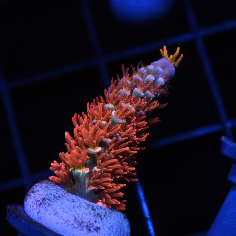 STOCK - TCK Wildcard Tenuis - TCKCorals
