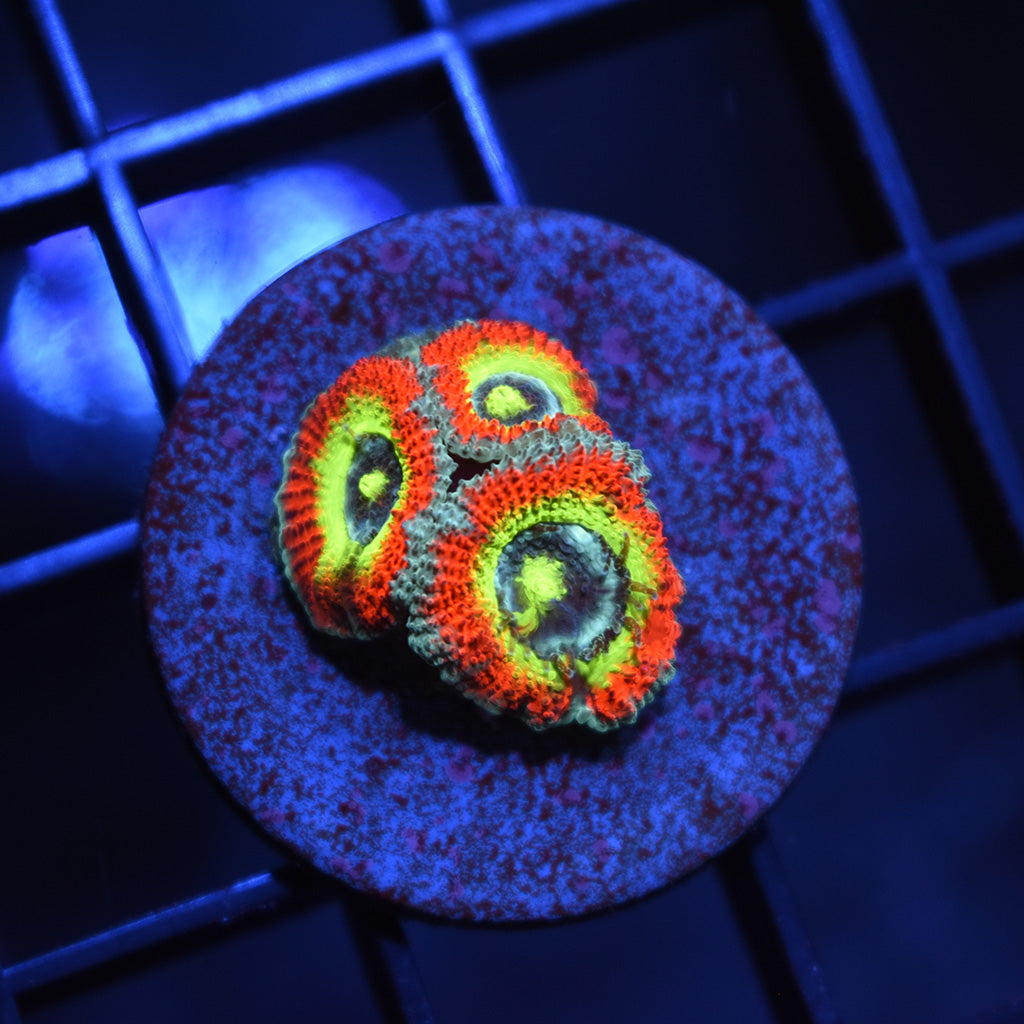 STOCK - TCK HG Micromussa - TCKCorals