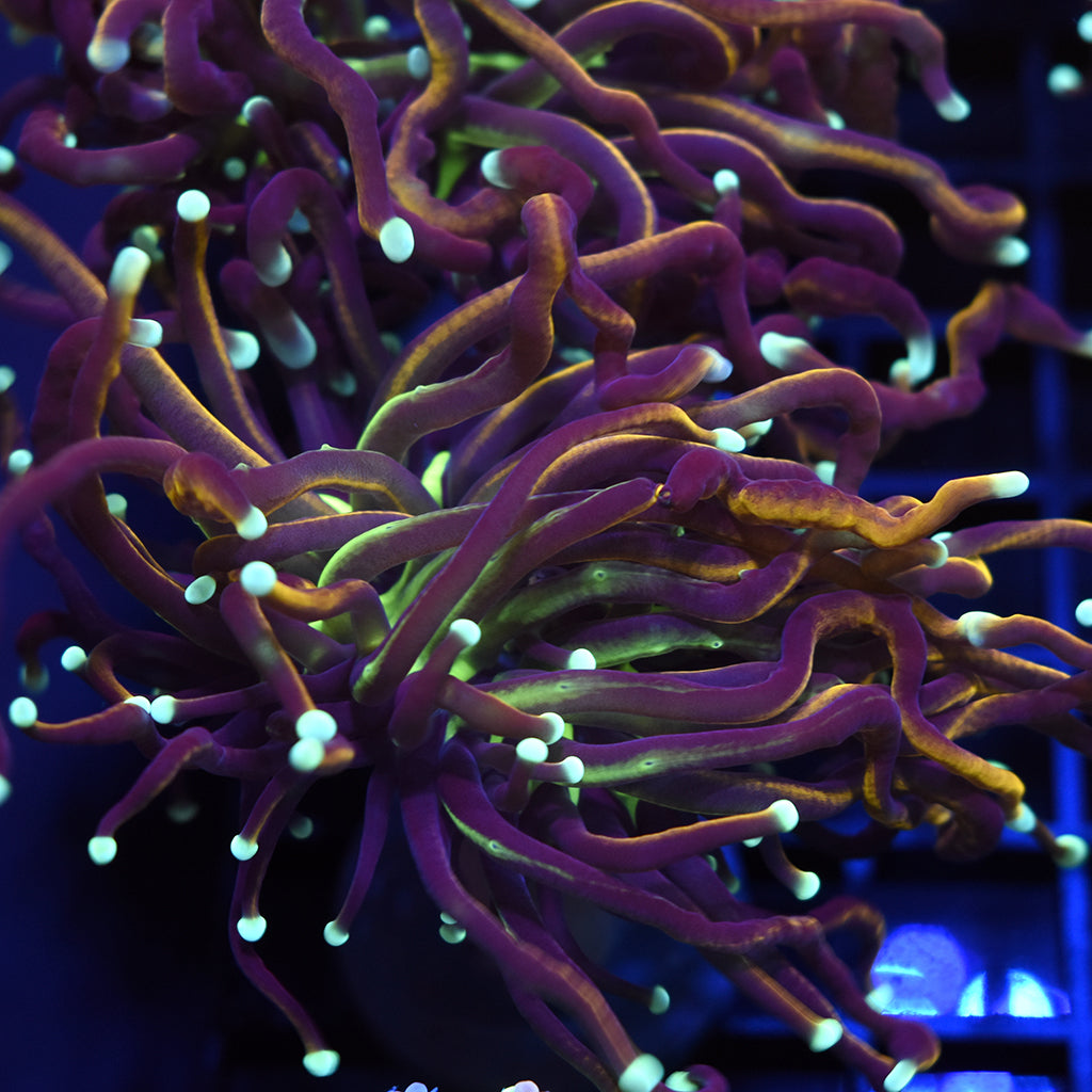 STOCK - TCK Insane long Tentacle Indo Gold Torch - TCKCorals