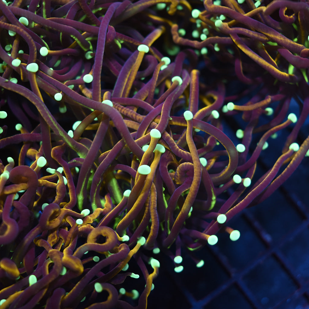 STOCK - TCK Long Tentacle Indo Gold Torch