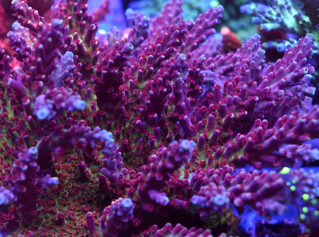 Sanjay's Grape Concord - TCKCorals