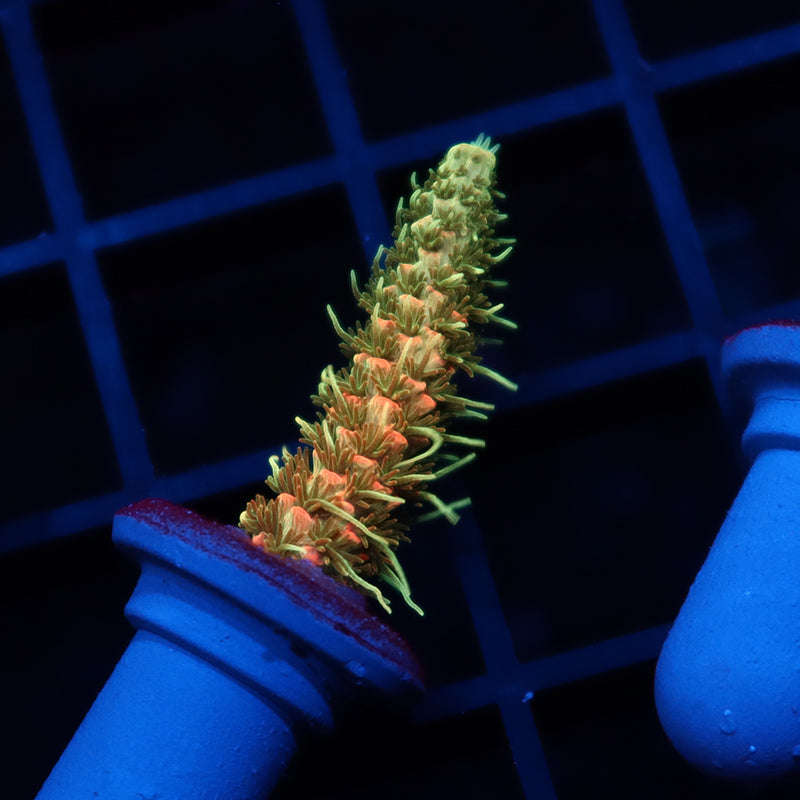 JF-Solar-Flare | Stock | Door Buster