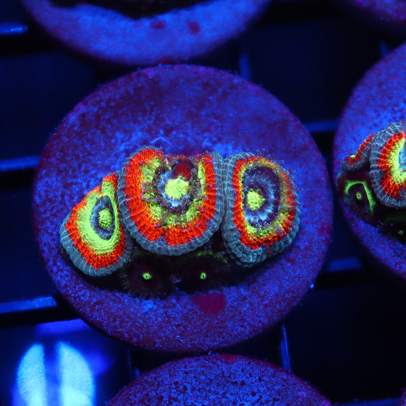 TCK-HG-Micromussa | Stock | Door Buster