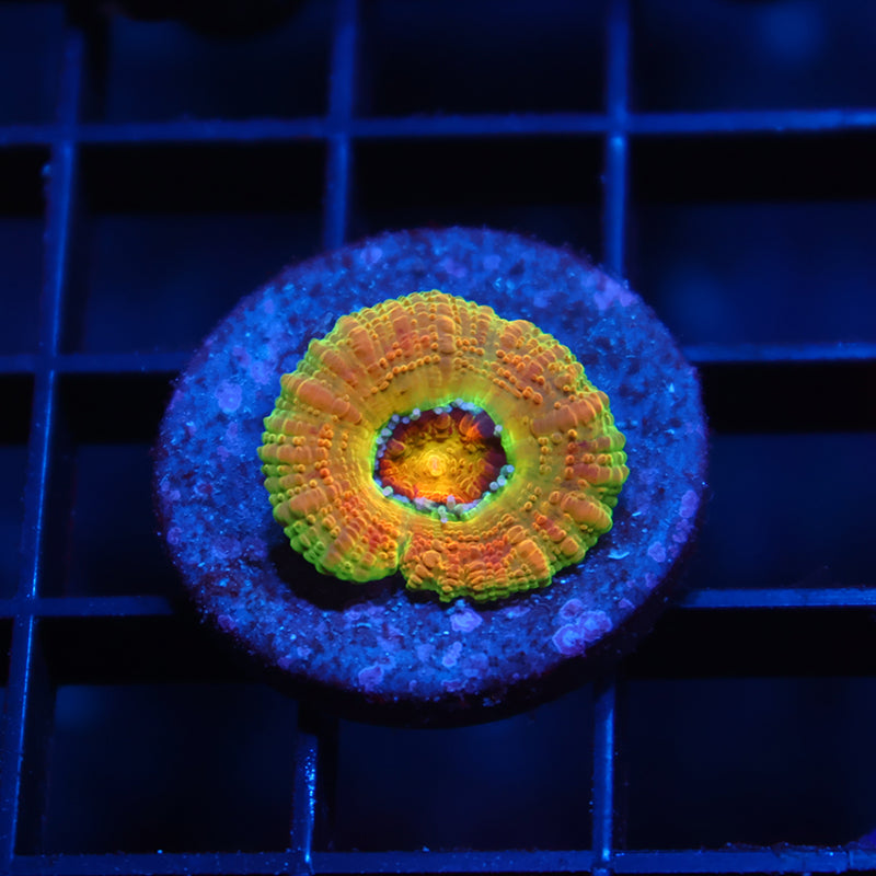 STOCK - BSA Killshot Acan 1 Polyp