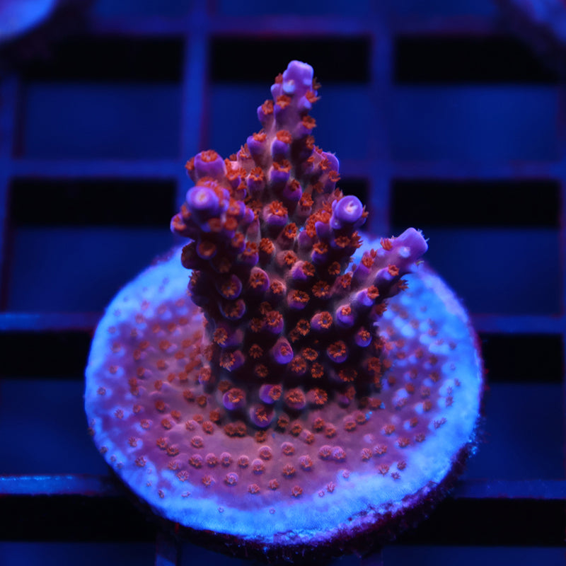 STOCK - ARC Fireworks