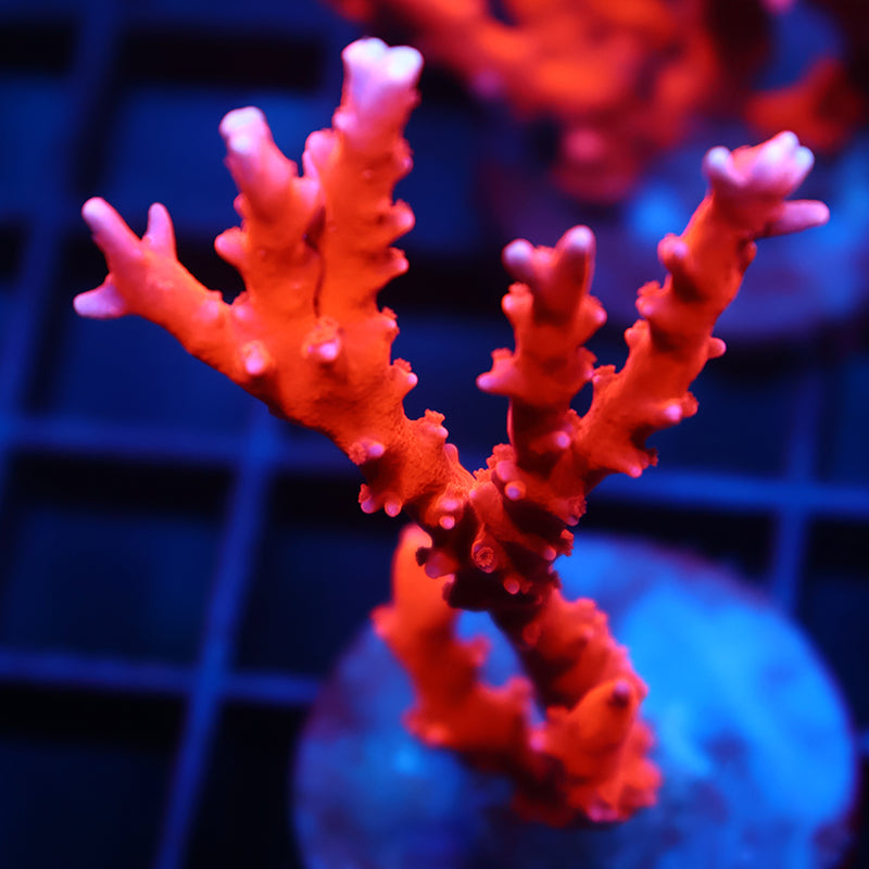 STOCK - JF TNT Anacropora