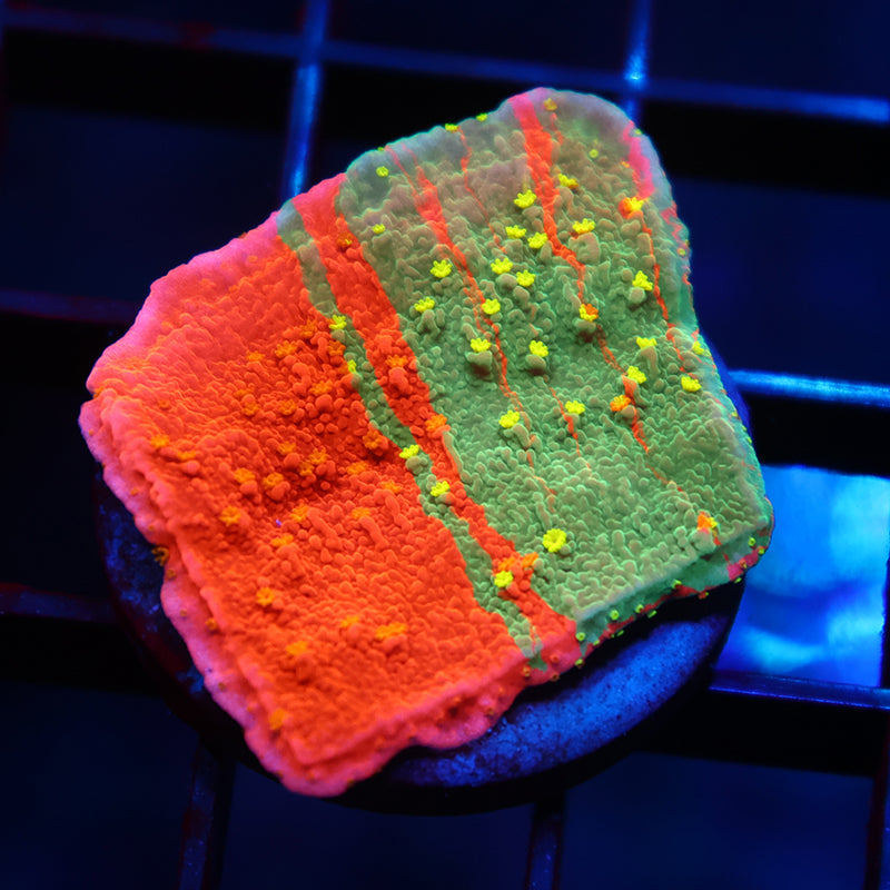 STOCK - WWC Grafted Sunfire Cap