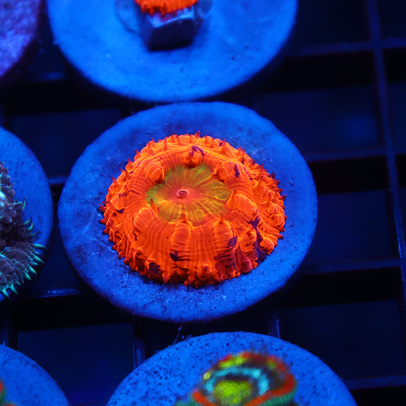 STOCK - WWC Rainbow Blasto