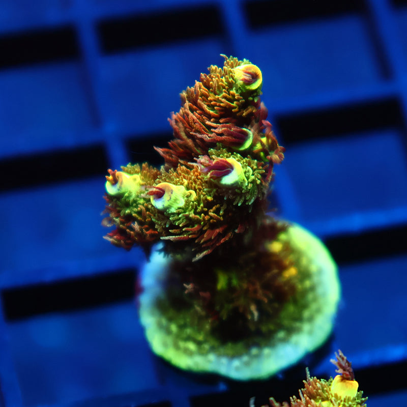 STOCK - Auction Event RRC Rainbow Splice Green