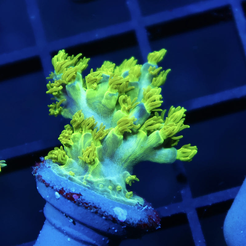 STOCK - RRC Marvin the Martian