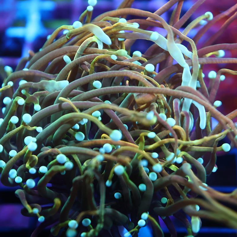 STOCK - TCK Indo Tamer Torch 1 Head