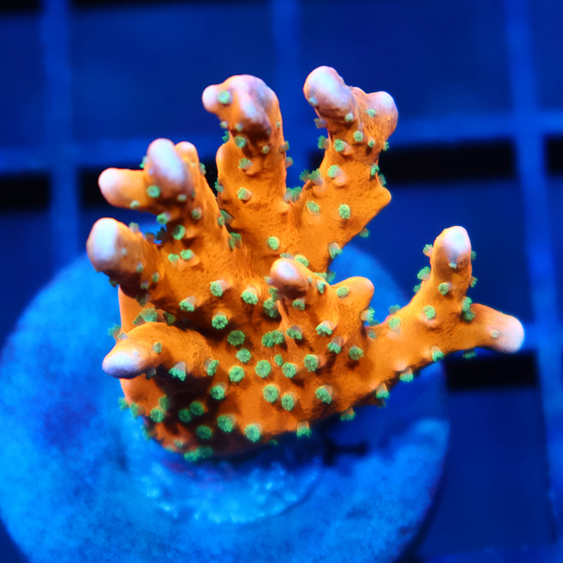 RRC Tropicana Anacropora – TCKCorals