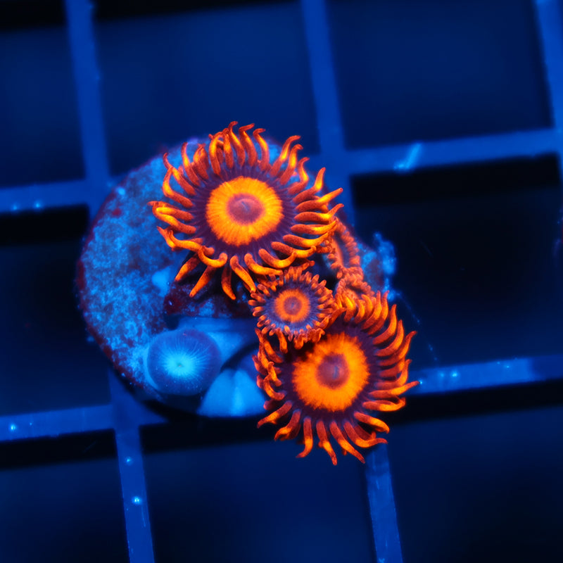 Oxides