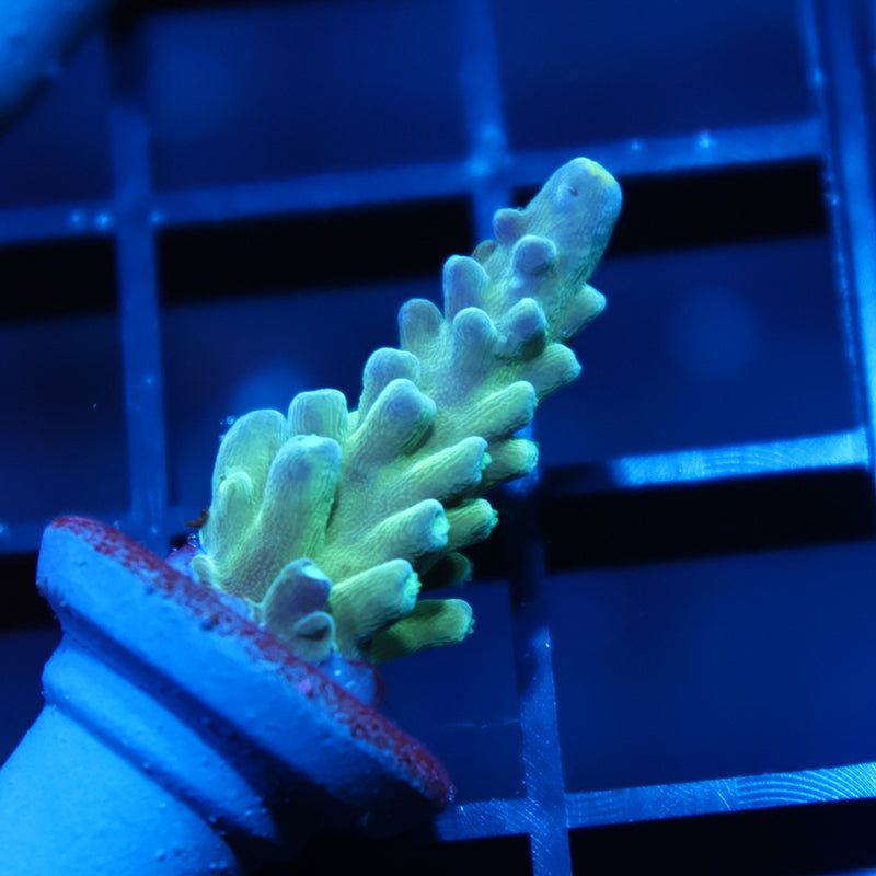 TCK Yellow Tips Austera