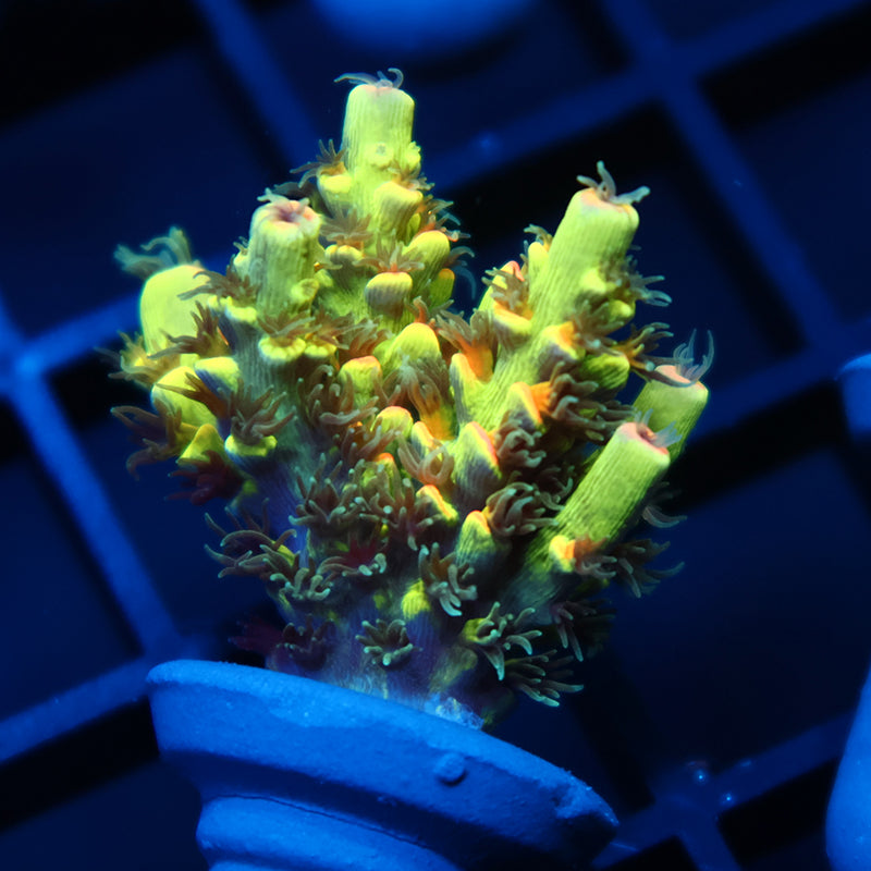 TCK Solar Beam Tenuis