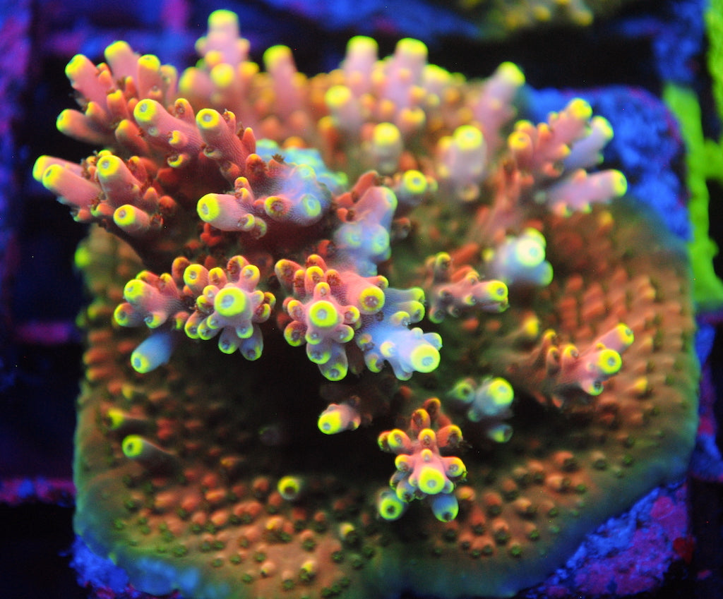TCK Candy Crush - TCKCorals