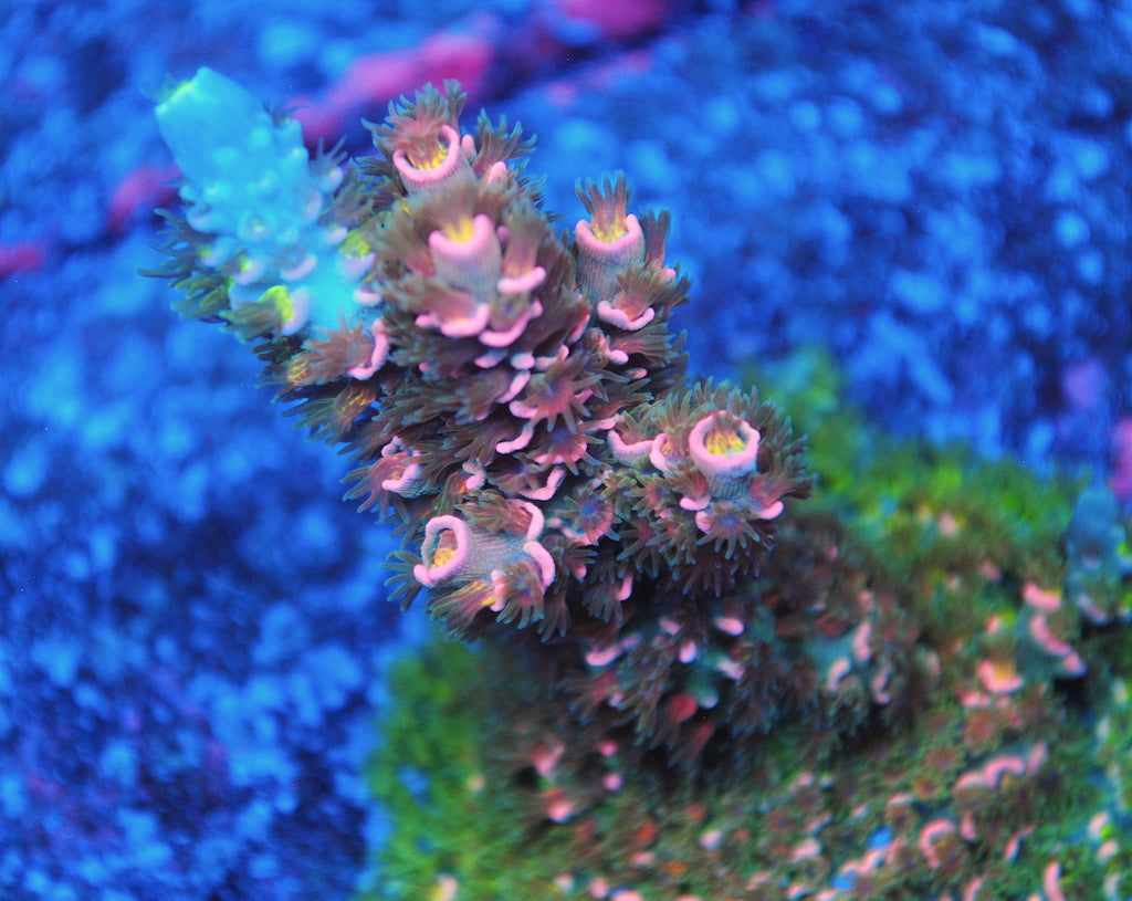TCK Devestator - TCKCorals